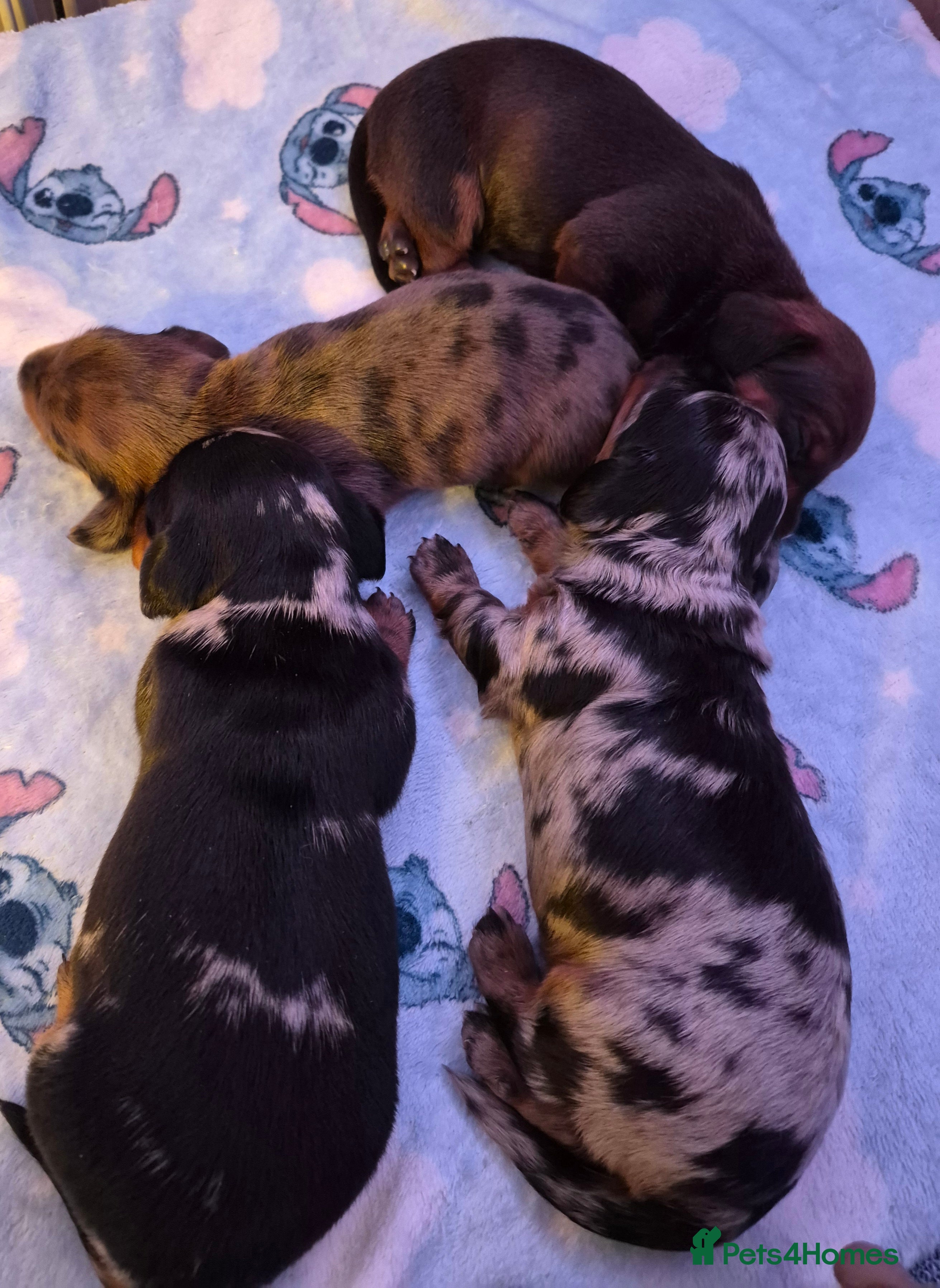 Miniature Dachshund dogs Miniature dachshund puppies - Advert 14