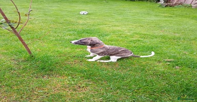 Whippet dogs - Advert 3