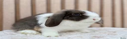Mini Lop rabbits for sale: Mini Lop Doe Chocolate Otter Split Blue Eyed - Advert 5