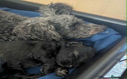 Mixed Breed dogs for sale: Cotonoodle pups  - Image 1