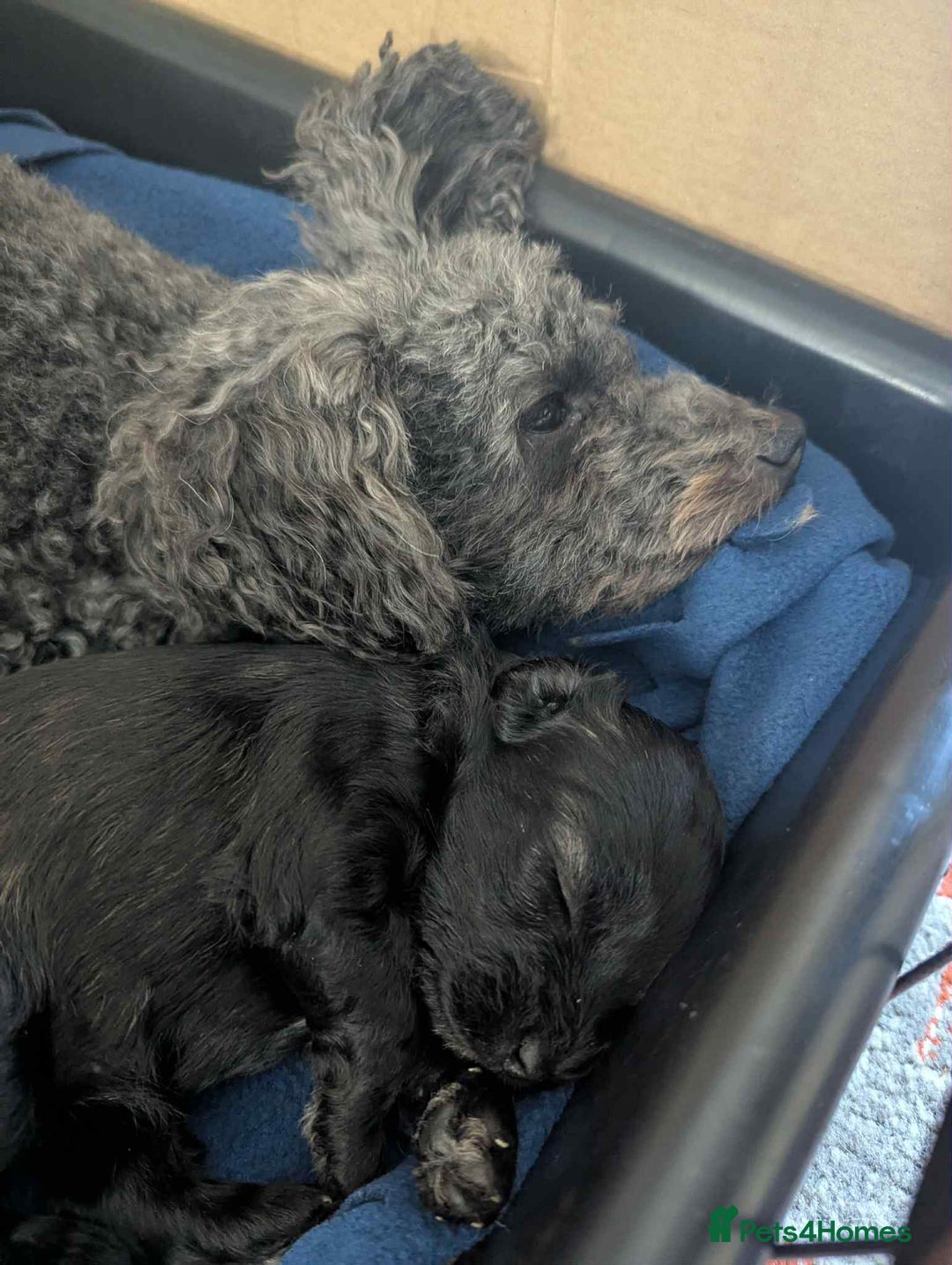 Mixed Breed dogs for sale: Cotonoodle pups  - Image 1
