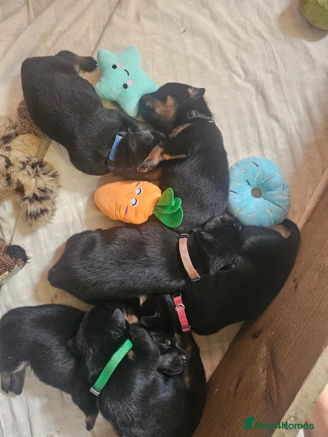 Australian Kelpie dogs for sale: Working Kelpie Pups in Melton Mowbray - Advert 1