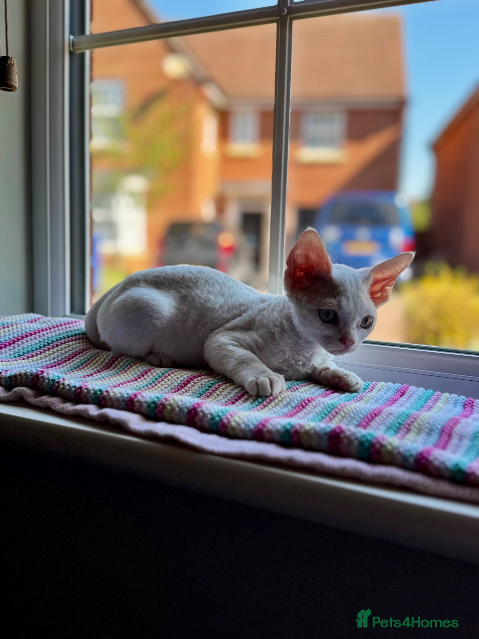Devon Rex cats Last 2 exceptional Devon Rex kittens available - Advert 18