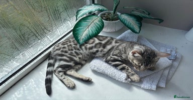 Bengal cats - Advert 3