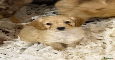 Cockapoo dogs - Advert 1