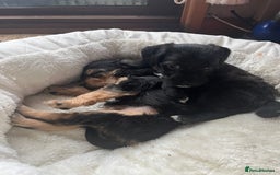 Mixed Breed dogs for sale: Gorgeous Plummer Terrier X Toy Poodle - Image 19