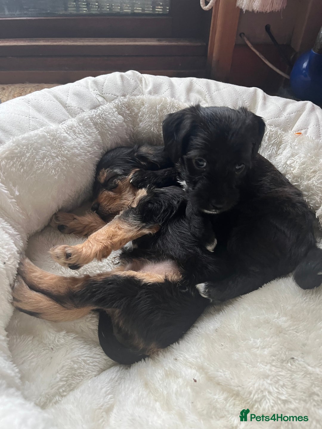 Mixed Breed dogs for sale: Gorgeous Plummer Terrier X Toy Poodle - Image 19