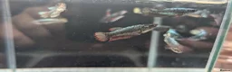 Bettas fish for sale: Bettas (Rare) - Advert 12