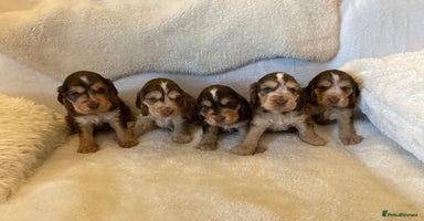 Cocker Spaniel dogs - Advert 14