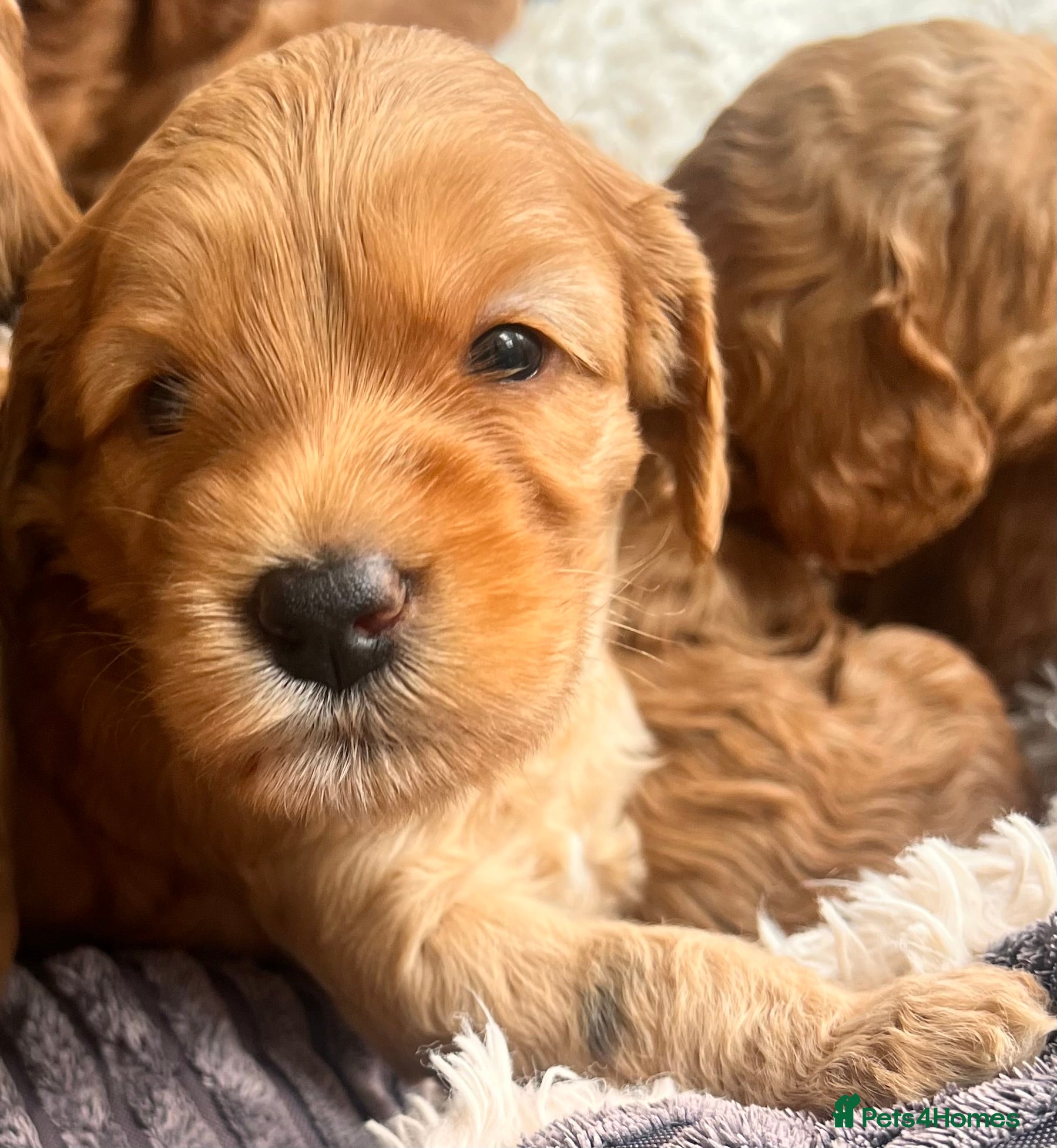 Australian Labradoodle dogs Tiny Tails,Big♥️Australian labradoodle - Advert 2