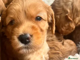Australian Labradoodle dogs Tiny Tails,Big♥️Australian labradoodle - Advert 2
