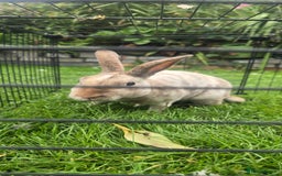 Rex rabbits for sale: 1 mini rex buck rabbits 12 months old - Image 3
