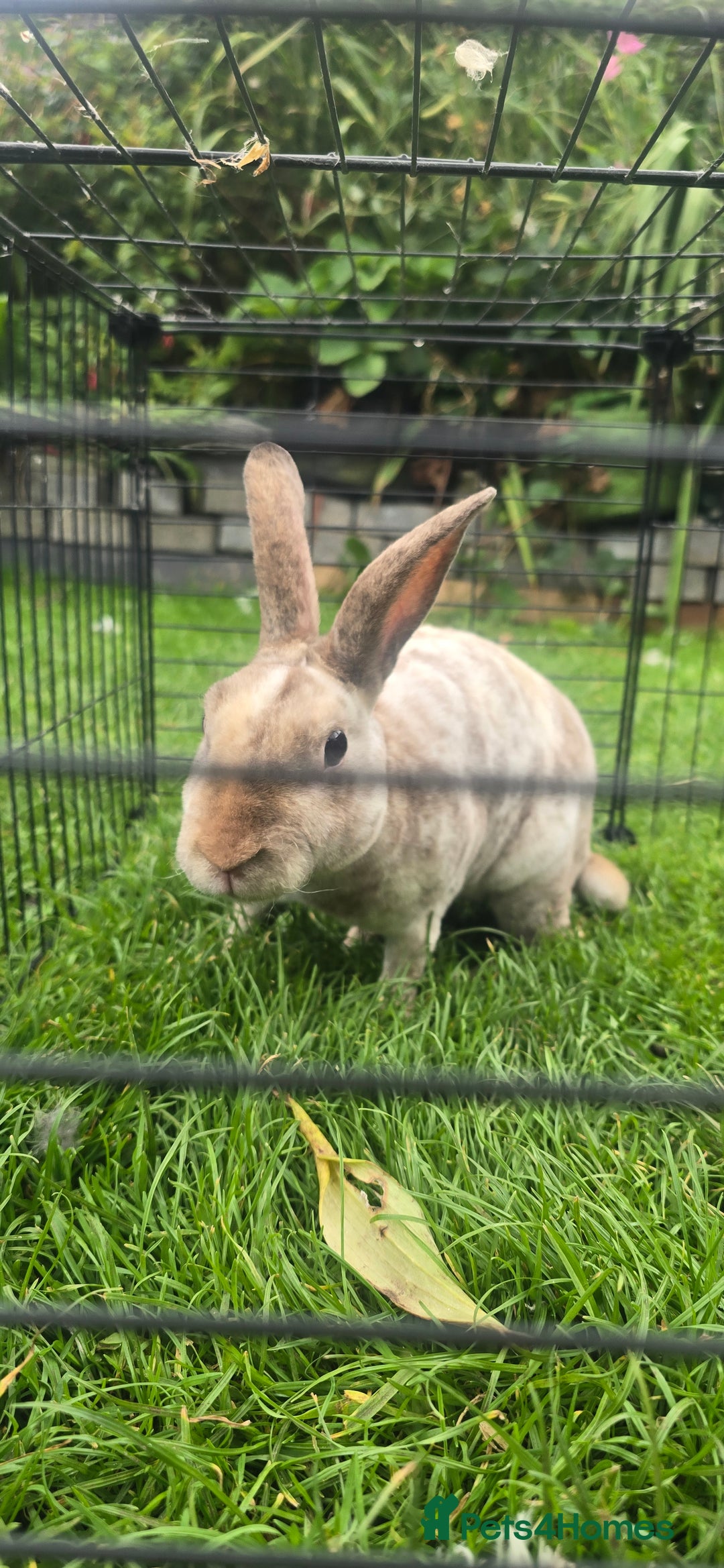 Rex rabbits for sale: 1 mini rex buck rabbits 12 months old - Image 3