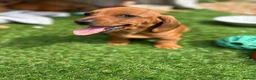 Miniature Dachshund dogs for sale: Beautiful mini dachshund pups ready for new homes  - Advert 11