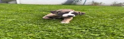 Whippet dogs for sale: Beautiful homebred KC registered whippet boys in Perth - Advert 7