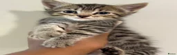 Mixed Breed cats for sale: Beautiful Siberian Cross Kittens  - Advert 12