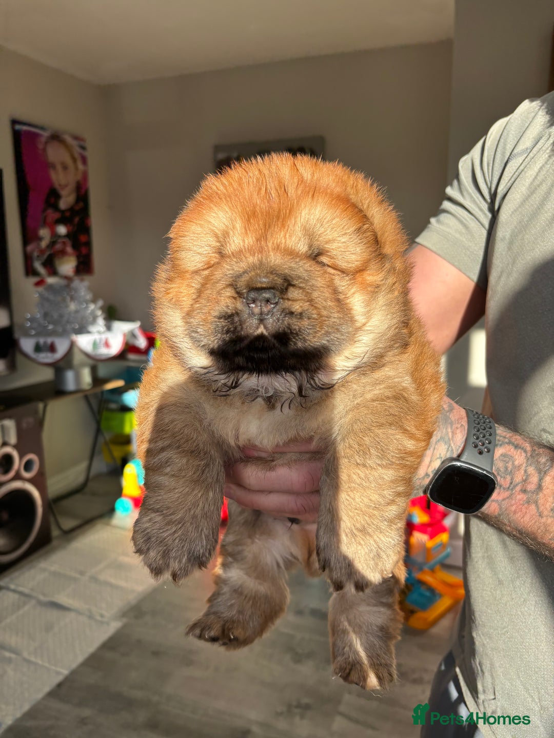 Chow Chow dogs for sale: chow chow puppy’s ready in 12 days  - Advert 5