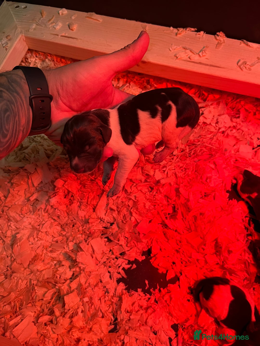 German Wirehaired Pointer dogs for sale: Litter born Monday 22nd, 5 boys, 2 girls left, - Image 16