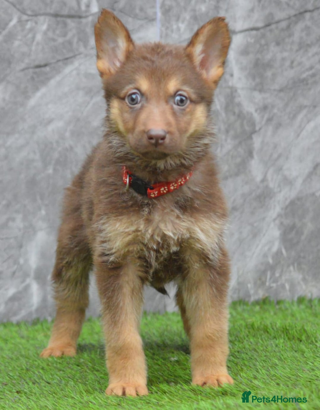 German Shepherd dogs for sale: KC Registered Working Line German Shepherd Puppies - Advert 21