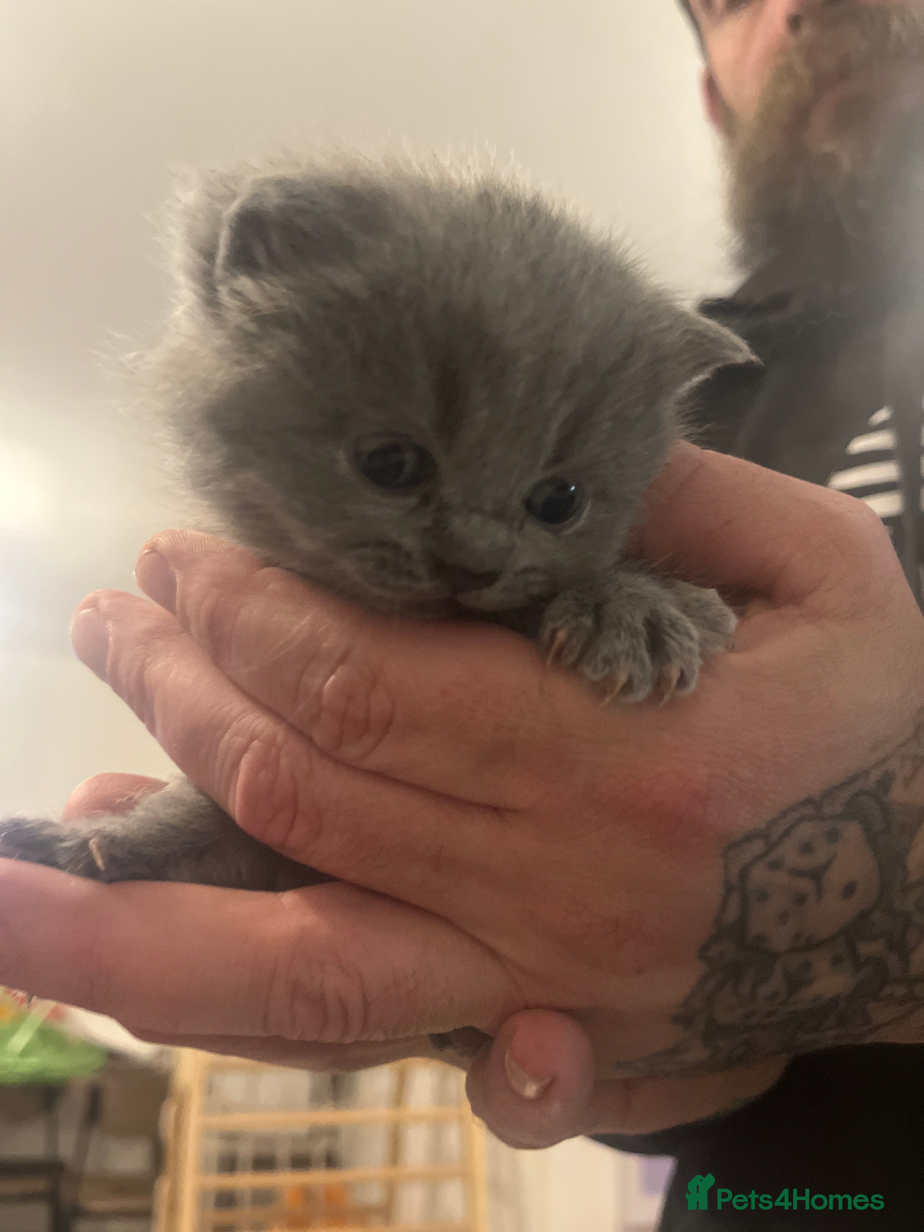 British Shorthair cats Beautiful British shorthair kittens  - Advert 1