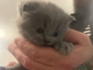 British Shorthair cats Beautiful British shorthair kittens - Advert 14