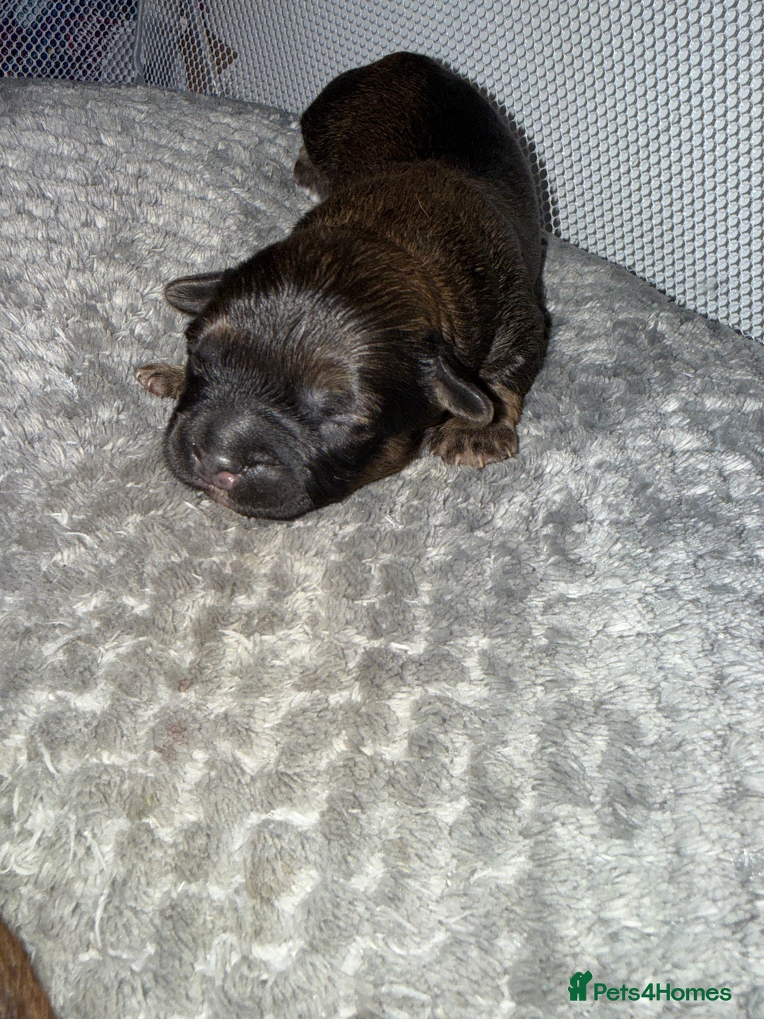 Mixed Breed dogs for sale: Shihpoo mix pups - Advert 2