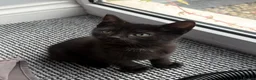 Mixed Breed cats for sale: Kittens  - Advert 21