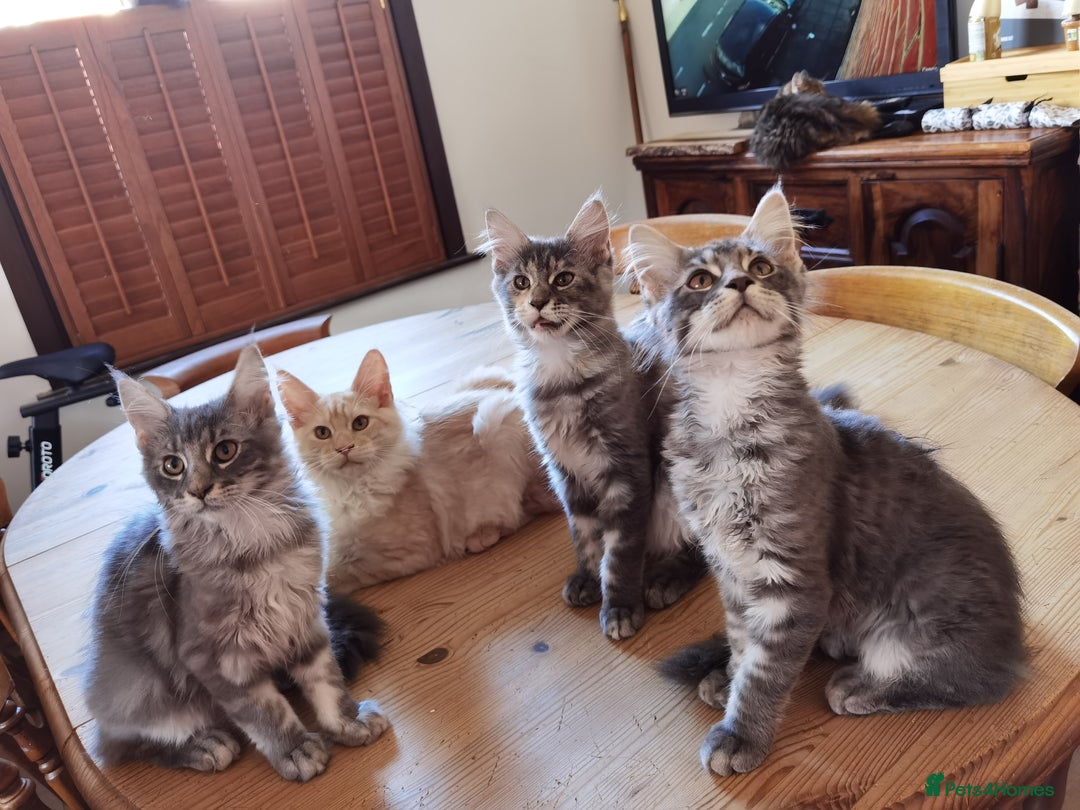 Maine Coon cats for sale: Four beautiful Maine Coon kittens-two girls left - Image 1