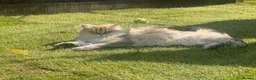 British Longhair cats for sale: British longhair girl  - Advert 3