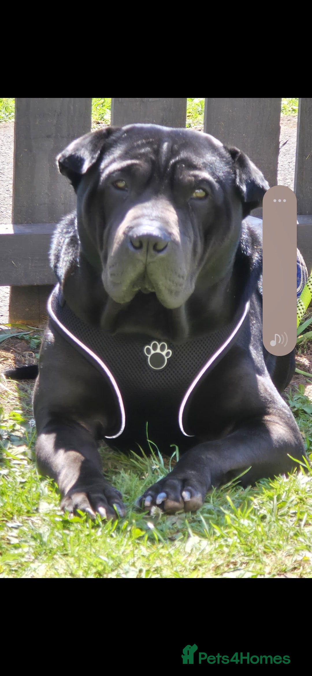 Shar Pei dogs for stud: Shar pei cross rottweiler  - Advert 6