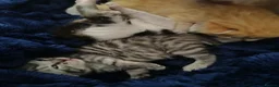 Mixed Breed cats for sale: 4 beautiful kittens  - Advert 12