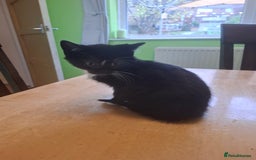 Mixed Breed cats for sale: 9 week old kittens available  - Image 9