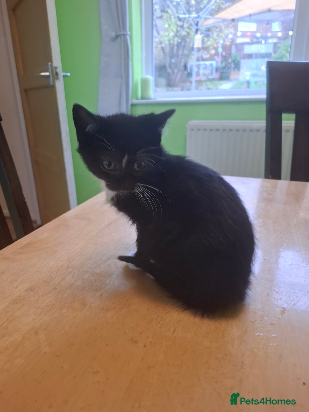 Mixed Breed cats for sale: 9 week old kittens available  - Image 9