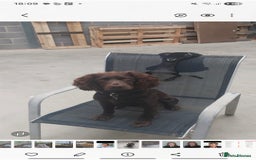 Cocker Spaniel dogs for sale: Working Cocker Spaniel Pups parents DNA tested - Image 14