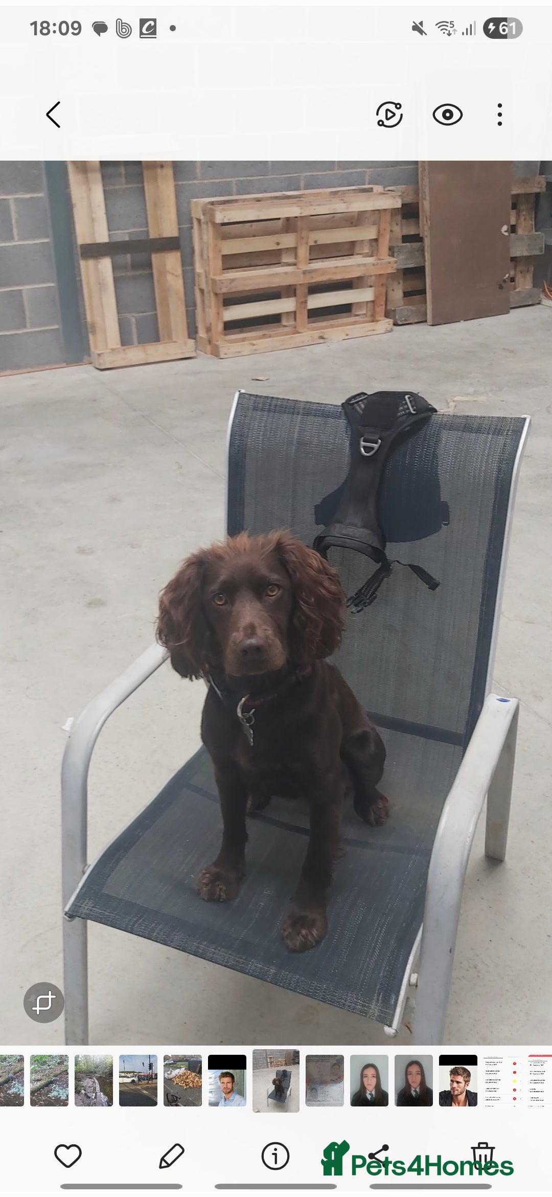 Cocker Spaniel dogs for sale: Working Cocker Spaniel Pups parents DNA tested - Image 14