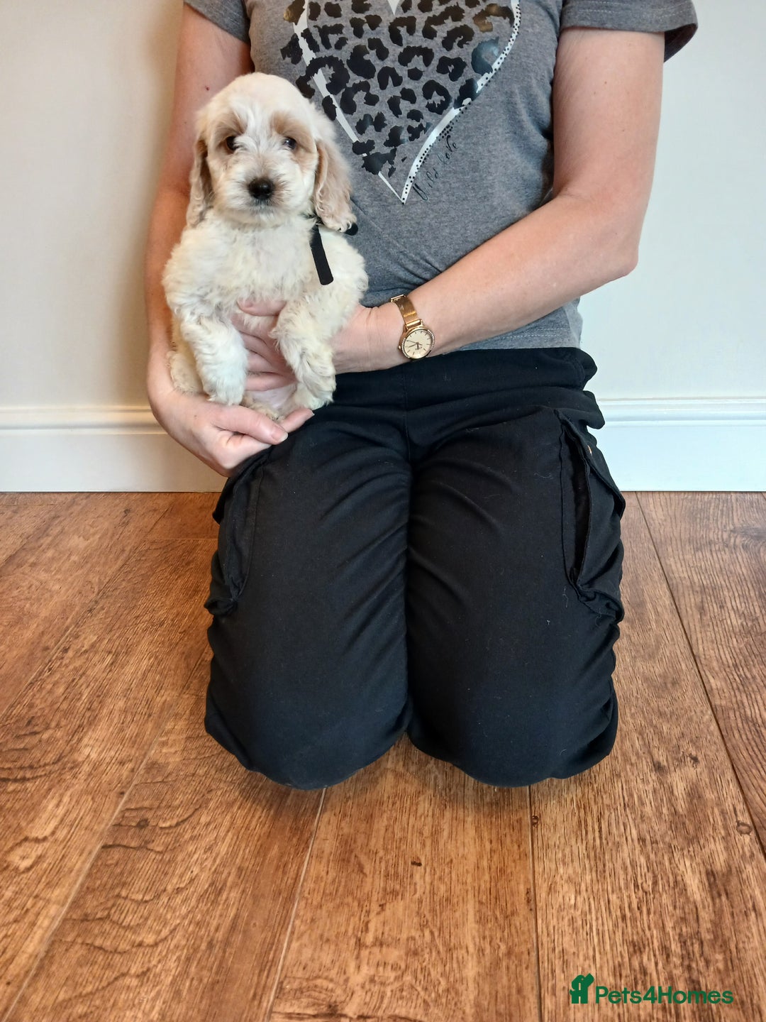 Cockapoo dogs for sale: Cockapoo puppies  - Advert 11