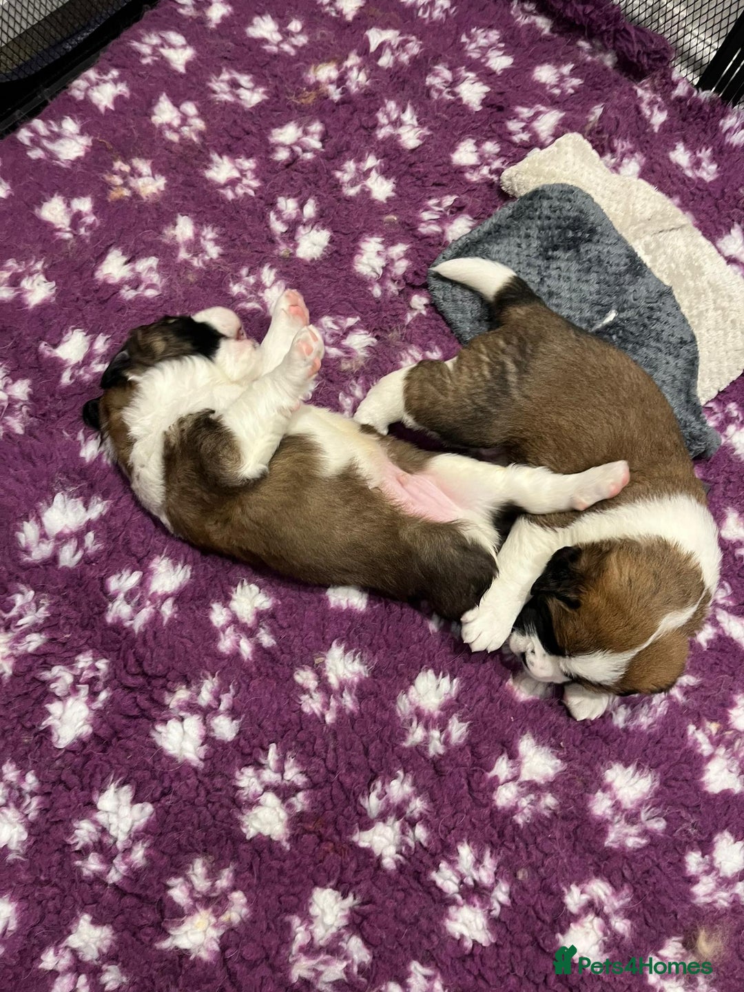 Saint Bernard dogs for sale: 2 beautiful boys for sale - Advert 9