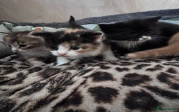 Bengal cats for sale: Beautifull kittens for sale - Image 16