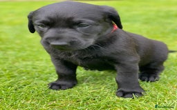 Labrador Retriever dogs for sale: Black Labrador puppies  - Image 9