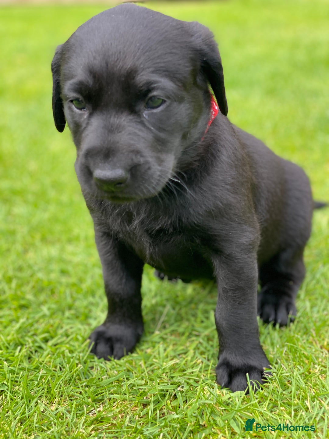 Labrador Retriever dogs for sale: Black Labrador puppies  - Image 9
