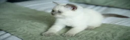 British Shorthair cats for sale: 💙 STUNNING Blue Colourpoint BSH kittens 💙 - Advert 7