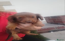 Miniature Dachshund dogs for sale: Daschund  - Image 6