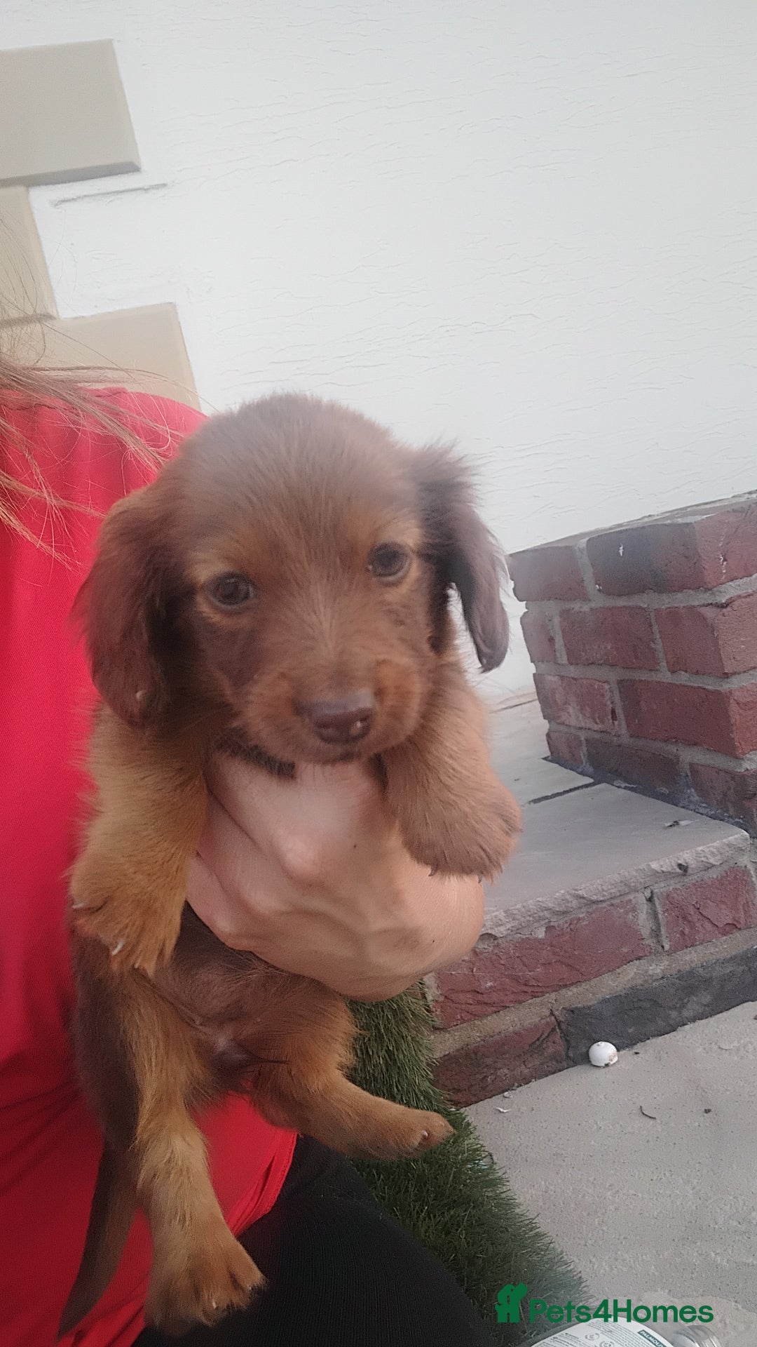 Miniature Dachshund dogs for sale: Daschund  - Image 6