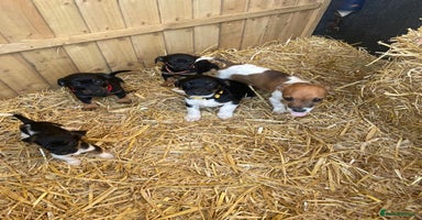 Jack Russell dogs - Advert 6