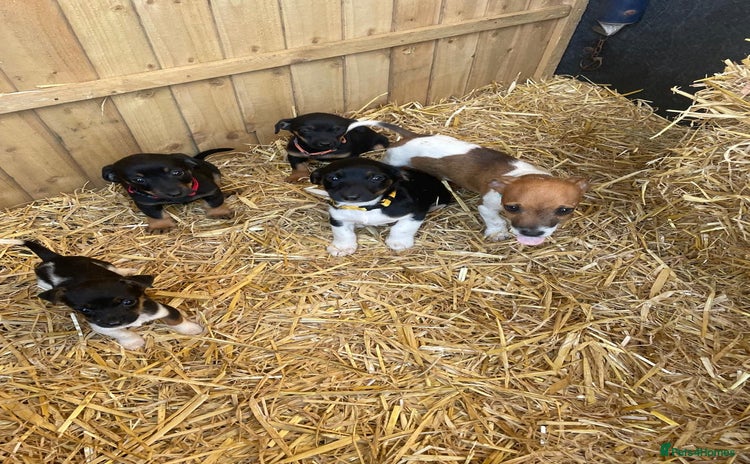 Jack Russell dogs - Advert 3