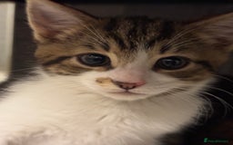 Mixed Breed cats for sale: Kittens for sale  - Image 1