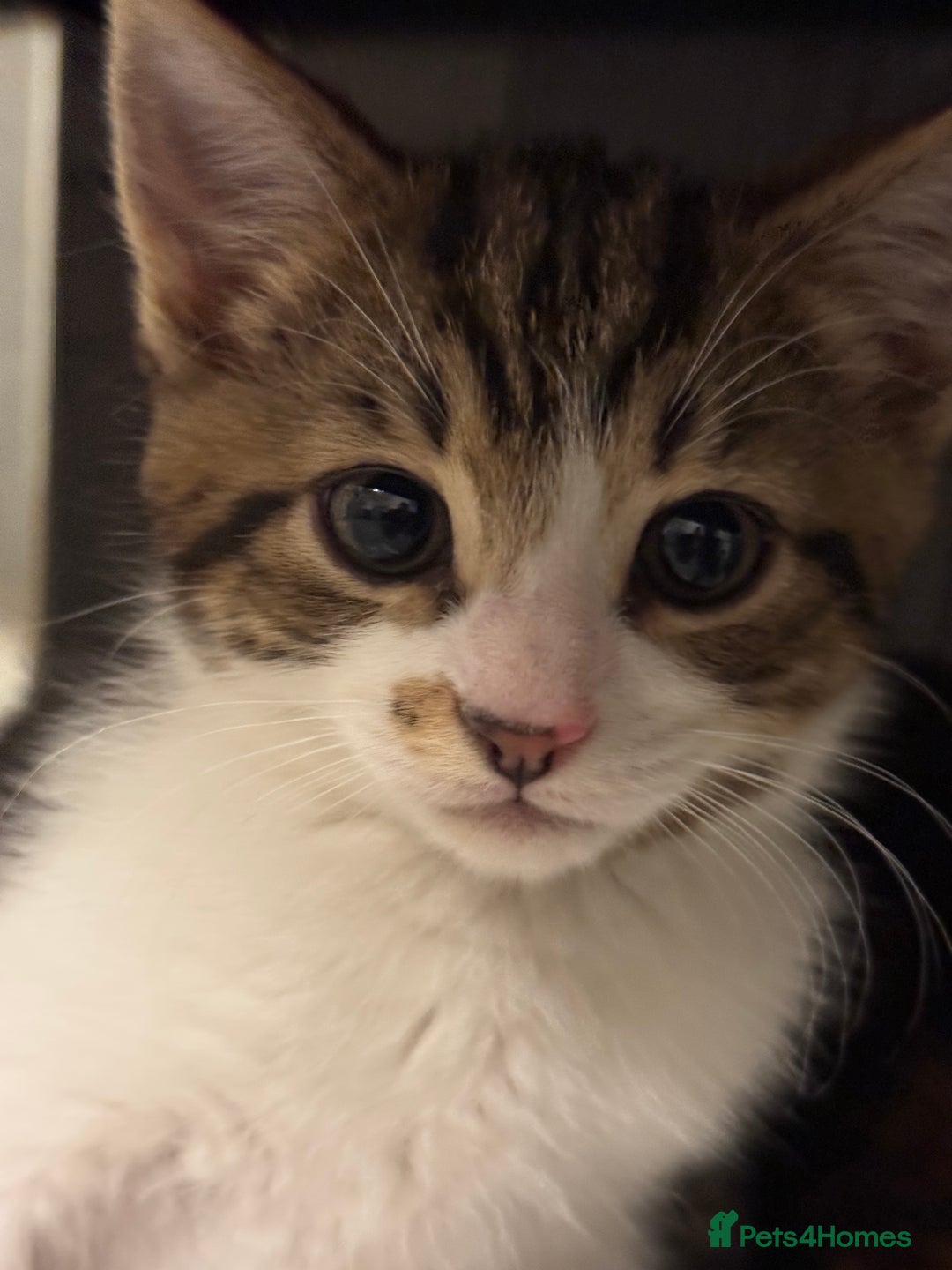 Mixed Breed cats for sale: Kittens for sale  - Image 1