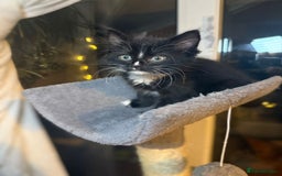 British Longhair cats for sale: British Longhair mix Kittens  - Image 5