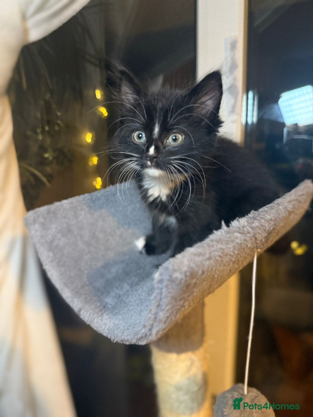 British Longhair cats for sale: British Longhair mix Kittens  - Image 5