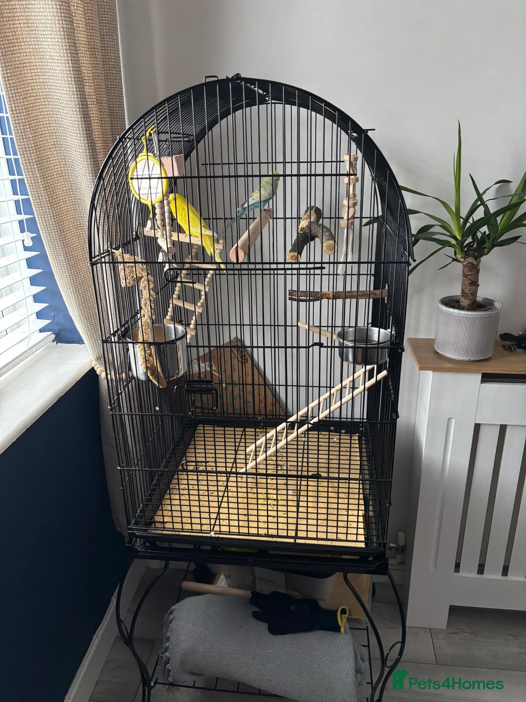 Budgerigars birds for sale: 2 beautiful happy budgies plus set up in Cheltenham - Advert 6